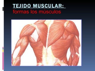 TEJIDO MUSCULAR:  formas los músculos 