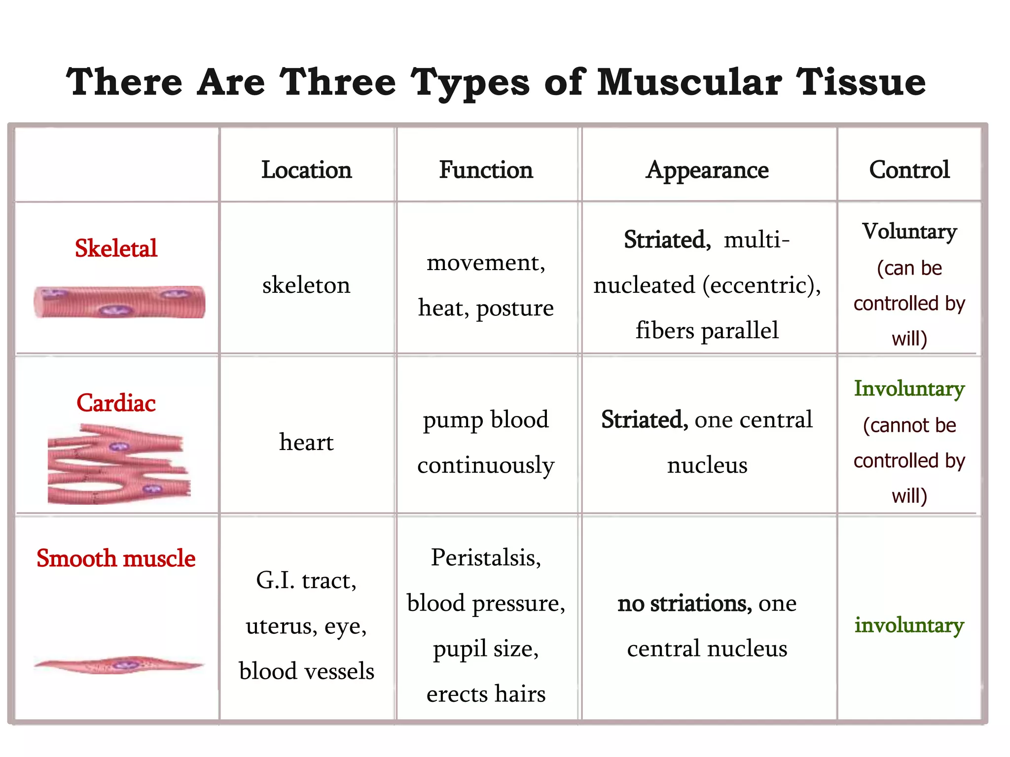 Muscular system Physiology | PPT