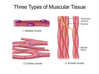 Muscular system Physiology | PPT