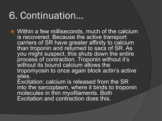 6. Continuation…
   Within a few milliseconds, much of the calcium
    is recovered. Because the active transport
    carriers of SR have greater affinity to calcium
    than troponin and returned to sacs of SR. As
    you might suspect, this shuts down the entire
    process of contraction. Troponin without it’s
    without its bound calcium allows the
    tropomyosin to once again block actin’s active
    sites.
    Excitation: calcium is released from the SR
    into the sarcoplasm, where it binds to troponin
    molecules in thin myofilaments. Both
    Excitation and contraction does this.
 