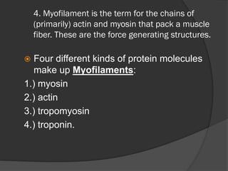 4. Myofilament is the term for the chains of
    (primarily) actin and myosin that pack a muscle
    fiber. These are the force generating structures.

  Four different kinds of protein molecules
   make up Myofilaments:
1.) myosin
2.) actin
3.) tropomyosin
4.) troponin.
 