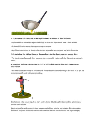©

4.Explain how the structure of the myofilaments is related to their function.

- Myofilament is composed of protein strings of actin and myosin that pack a muscle fiber.

-Actin and Myosin are the force generating structures.

-Myofilaments contract or shorten due to interactions between myosin and actin filaments.

5.Explain how the sliding filament theory allows for the shortening of a muscle fiber.

The shortening of a muscle fiber happens when extensible region pulls the filaments across each
other.

6. Compare and contrast the role of Ca++ in excitation, contraction, and relaxation of a
muscle cell.

The contractions necessary to hold the club above the shoulder and swing in the blink of an eye are
remarkably different, yet run so smoothly.




                            ©

Excitation is what sends signals to start contractions. It builds up the Calcium that gets released
during contractions.

Contractions Sarcoplasmic reticulum sacs empty Calcium into the sarcoplasm. The calcium ions
bind with troponin molecules until relaxation when the ions and molecules are separated (1).
 