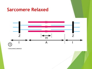 Sarcomere Relaxed
 