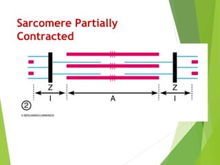 Sarcomere Partially
Contracted
 