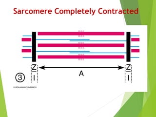 Sarcomere Completely Contracted
 