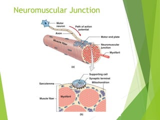Neuromuscular Junction
 