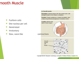 mooth Muscle
 Fusiform cells
 One nucleus per cell
 Nonstriated
 Involuntary
 Slow, wave-like contractions
 