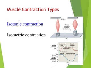 Muscle Contraction Types
Isotonic contraction
Isometric contraction
 