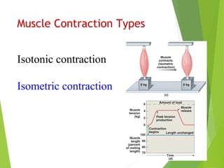 Muscle Contraction Types
Isotonic contraction
Isometric contraction
 