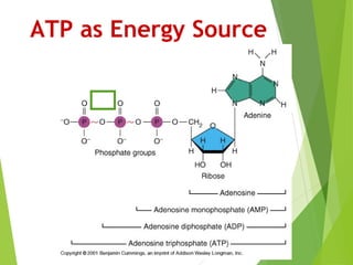 ATP as Energy Source
 