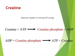 Creatine
Molecule capable of storing ATP energy
Creatine + ATP Creatine phosphate + ADP
ADP + Creatine phosphate ATP + Creatine
 