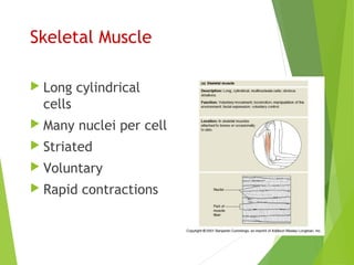Skeletal Muscle
 Long cylindrical
cells
 Many nuclei per cell
 Striated
 Voluntary
 Rapid contractions
 