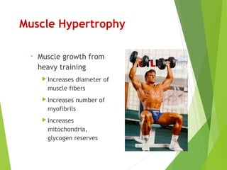Muscle Hypertrophy
• Muscle growth from
heavy training
 Increases diameter of
muscle fibers
 Increases number of
myofibrils
 Increases
mitochondria,
glycogen reserves
 