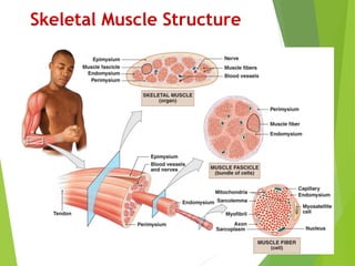 Skeletal Muscle Structure
 
