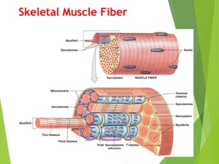 Skeletal Muscle Fiber
 