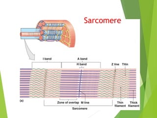 Sarcomere
 
