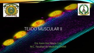 TEJIDO MUSCULAR II
Dra. Karen Itzel Illescas Cruz
M.C. Facultad de Medicina UNAM
 
