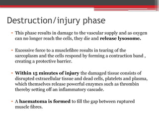 Destruction/injury phase
• This phase results in damage to the vascular supply and as oxygen
can no longer reach the cells, they die and release lysosome.
• Excessive force to a muscleﬁbre results in tearing of the
sarcoplasm and the cells respond by forming a contraction band ,
creating a protective barrier.
• Within 15 minutes of injury the damaged tissue consists of
disrupted extracellular tissue and dead cells, platelets and plasma,
which themselves release powerful enzymes such as thrombin
thereby setting off an inﬂammatory cascade.
• A haematoma is formed to ﬁll the gap between ruptured
muscle ﬁbres.
 