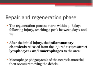 Repair and regeneration phase
• The regeneration process starts within 3–6 days
following injury, reaching a peak between day 7 and
14.
• After the initial injury, the inﬂammatory
chemicals released from the injured tissues attract
lymphocytes and macrophages to the area.
• Macrophage phagocytosis of the necrotic material
then occurs removing the debris.
 
