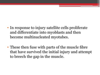 • In response to injury satellite cells proliferate
and differentiate into myoblasts and then
become multinucleated myotubes.
• These then fuse with parts of the muscle ﬁbre
that have survived the initial injury and attempt
to breech the gap in the muscle.
 