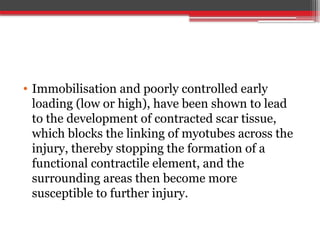 • Immobilisation and poorly controlled early
loading (low or high), have been shown to lead
to the development of contracted scar tissue,
which blocks the linking of myotubes across the
injury, thereby stopping the formation of a
functional contractile element, and the
surrounding areas then become more
susceptible to further injury.
 