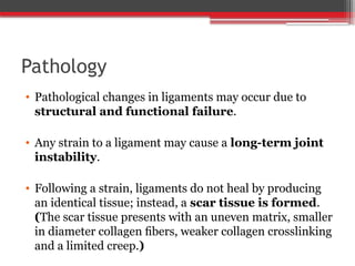 Pathology
• Pathological changes in ligaments may occur due to
structural and functional failure.
• Any strain to a ligament may cause a long-term joint
instability.
• Following a strain, ligaments do not heal by producing
an identical tissue; instead, a scar tissue is formed.
(The scar tissue presents with an uneven matrix, smaller
in diameter collagen ﬁbers, weaker collagen crosslinking
and a limited creep.)
 