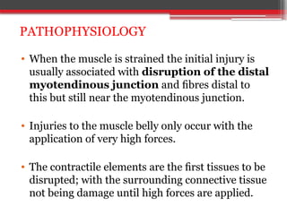 • When the muscle is strained the initial injury is
usually associated with disruption of the distal
myotendinous junction and ﬁbres distal to
this but still near the myotendinous junction.
• Injuries to the muscle belly only occur with the
application of very high forces.
• The contractile elements are the ﬁrst tissues to be
disrupted; with the surrounding connective tissue
not being damage until high forces are applied.
PATHOPHYSIOLOGY
 