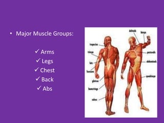 • Major Muscle Groups:
 Arms
 Legs
 Chest
 Back
 Abs
 
