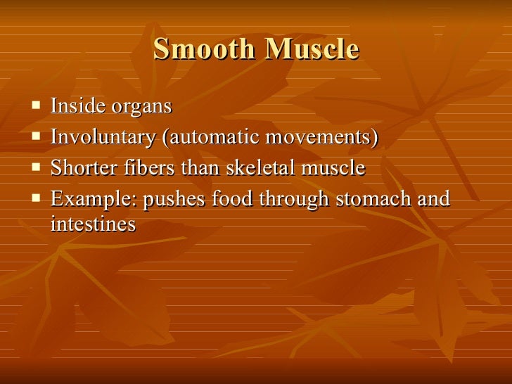 Muscular System