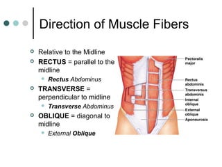 Direction of Muscle Fibers



Relative to the Midline
RECTUS = parallel to the
midline




TRANSVERSE =
perpendicular to midline




Rectus Abdominus

Transverse Abdominus

OBLIQUE = diagonal to
midline


External Oblique

 