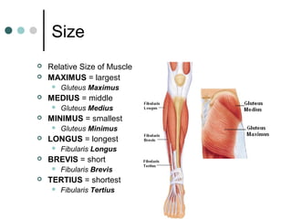 Size



Relative Size of Muscle
MAXIMUS = largest




MEDIUS = middle




Fibularis Longus

BREVIS = short




Gluteus Minimus

LONGUS = longest




Gluteus Medius

MINIMUS = smallest




Gluteus Maximus

Fibularis Brevis

TERTIUS = shortest


Fibularis Tertius

 