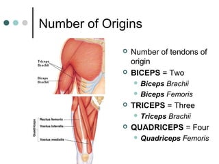 Number of Origins




Number of tendons of
origin
BICEPS = Two
 Biceps

Brachii
 Biceps Femoris


TRICEPS = Three
 Triceps



Brachii

QUADRICEPS = Four
 Quadriceps

Femoris

 