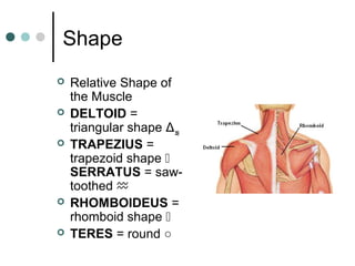 Shape







Relative Shape of
the Muscle
DELTOID =
triangular shape Δ
TRAPEZIUS =
trapezoid shape 
SERRATUS = sawtoothed ♒
RHOMBOIDEUS =
rhomboid shape 
TERES = round ○

 