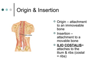 Origin & Insertion






Origin – attachment
to an immoveable
bone
Insertion –
attachment to a
movable bone
ILIO COSTALIS=
attaches to the
ilium & ribs (costal
= ribs)

 