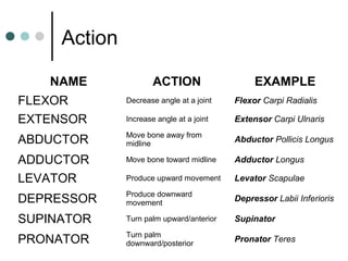 Action
NAME

ACTION

EXAMPLE

FLEXOR
EXTENSOR

Decrease angle at a joint

Flexor Carpi Radialis

Increase angle at a joint

Extensor Carpi Ulnaris

ABDUCTOR

Move bone away from
midline

Abductor Pollicis Longus

ADDUCTOR
LEVATOR

Move bone toward midline

Adductor Longus

Produce upward movement

Levator Scapulae

DEPRESSOR

Produce downward
movement

Depressor Labii Inferioris

SUPINATOR

Turn palm upward/anterior

Supinator

PRONATOR

Turn palm
downward/posterior

Pronator Teres

 