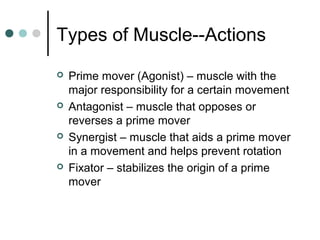 Types of Muscle--Actions








Prime mover (Agonist) – muscle with the
major responsibility for a certain movement
Antagonist – muscle that opposes or
reverses a prime mover
Synergist – muscle that aids a prime mover
in a movement and helps prevent rotation
Fixator – stabilizes the origin of a prime
mover

 