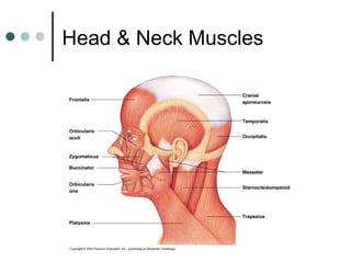 Head & Neck Muscles

 