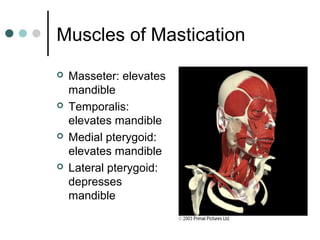 Muscles of Mastication








Masseter: elevates
mandible
Temporalis:
elevates mandible
Medial pterygoid:
elevates mandible
Lateral pterygoid:
depresses
mandible

 
