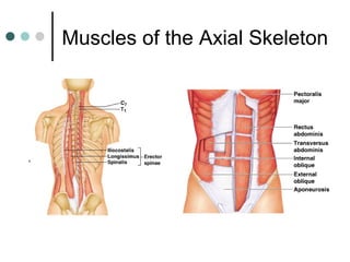 Muscles of the Axial Skeleton

 