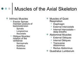 Muscles of the Axial Skeleton


Intrinsic Muscles


Erector Spinae:
maintain posture of
back/extension
• Spinalis
• Longissimus
• Iliocostalis





Oblique Muscles:
rotation of the
vertebrae

Muscles of Quiet
Respiration






Abdominal Muscles



• Semispinalis
• Multifidus
• Rotatores






Diaphragm
External Intercostals
Internal Intercostals—
deep breaths
External Obliques
Internal Obliques
Transverse
Abdominus
Rectus Abdominus

Quadratus Lumborum

 