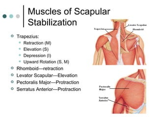 Muscles of Scapular
Stabilization


Trapezius:










Retraction (M)
Elevation (S)
Depression (I)
Upward Rotation (S, M)

Rhomboid—retraction
Levator Scapular—Elevation
Pectoralis Major—Protraction
Serratus Anterior—Protraction

 
