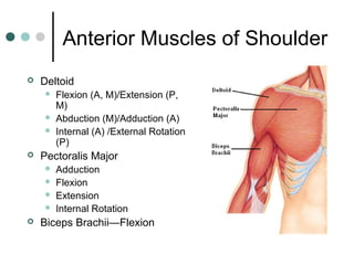 Anterior Muscles of Shoulder


Deltoid






Pectoralis Major







Flexion (A, M)/Extension (P,
M)
Abduction (M)/Adduction (A)
Internal (A) /External Rotation
(P)
Adduction
Flexion
Extension
Internal Rotation

Biceps Brachii—Flexion

 