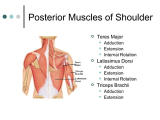 Posterior Muscles of Shoulder


Teres Major






Latissimus Dorsi






Adduction
Extension
Internal Rotation
Adduction
Extension
Internal Rotation

Triceps Brachii



Adduction
Extension

 