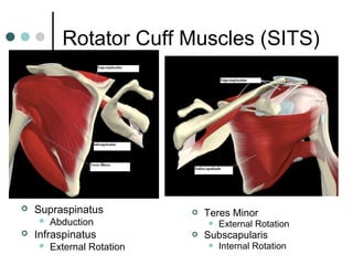 Rotator Cuff Muscles (SITS)



Supraspinatus




Abduction

Infraspinatus




External Rotation

Teres Minor




External Rotation

Subscapularis


Internal Rotation

 