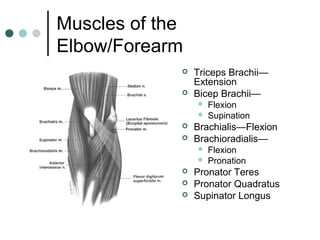 Muscles of the
Elbow/Forearm



Triceps Brachii—
Extension
Bicep Brachii—






Brachialis—Flexion
Brachioradialis—







Flexion
Supination

Flexion
Pronation

Pronator Teres
Pronator Quadratus
Supinator Longus

 