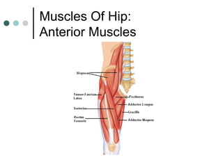 Muscles Of Hip:
Anterior Muscles

 