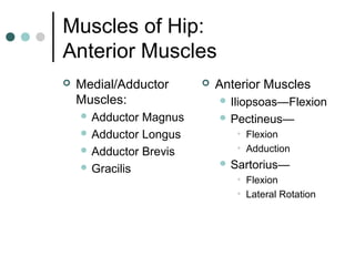 Muscles of Hip:
Anterior Muscles


Medial/Adductor
Muscles:
 Adductor

Magnus
 Adductor Longus
 Adductor Brevis
 Gracilis



Anterior Muscles
 Iliopsoas—Flexion
 Pectineus—

• Flexion
• Adduction
 Sartorius—

• Flexion
• Lateral Rotation

 