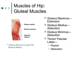 Muscles of Hip:
Gluteal Muscles




** Gluteus Minimus is under the
Gluteus Medius

Gluteus Maximus—
Extension
Gluteus Medius—
Abduction
Gluteus Minimus—
Abduction
Tensor Fasciae
Latae—
 Flexion
 Abduction

 
