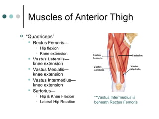 Muscles of Anterior Thigh


“Quadriceps”


Rectus Femoris—
• Hip flexion
• Knee extension






Vastus Lateralis—
knee extension
Vastus Medialis—
knee extension
Vastus Intermedius—
knee extension
Sartorius—
• Hip & Knee Flexion
• Lateral Hip Rotation

**Vastus Intermedius is
beneath Rectus Femoris

 