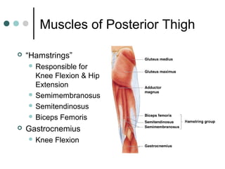 Muscles of Posterior Thigh


“Hamstrings”
 Responsible

for
Knee Flexion & Hip
Extension
 Semimembranosus
 Semitendinosus
 Biceps Femoris


Gastrocnemius
 Knee

Flexion

 